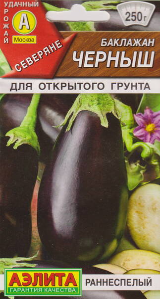 Aubergine "Chernysh" Aubergine "Chernysh"